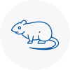 Rat Control Colchester