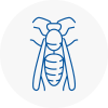Colchester Wasp Nest Removal